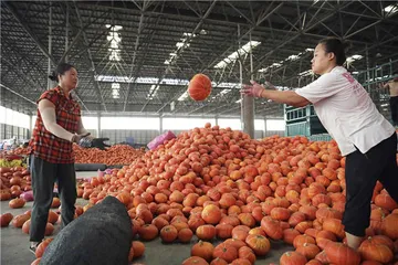 山东寿光：女卡车司机找货记2