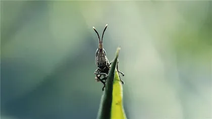 当“静默”的植物成为主角1