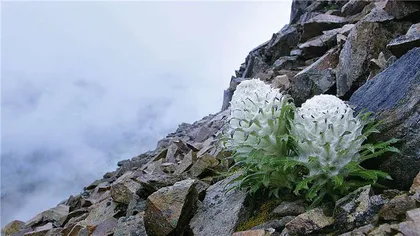 当“静默”的植物成为主角2