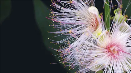 当“静默”的植物成为主角4