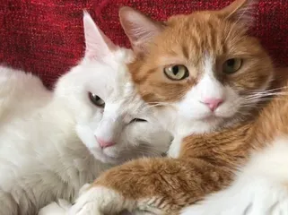 papi酱：如果猫咪能感受到人类的爱意