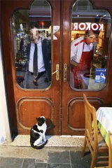 我们与猫的同栖生活