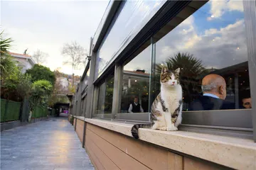 我们与猫的同栖生活1