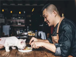 我们与猫的情感问题
