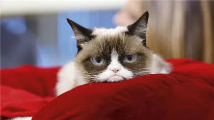 网红猫小传