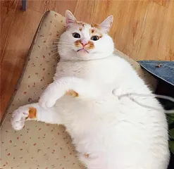 网红猫小传1