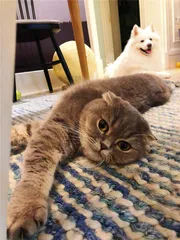 网红猫小传2