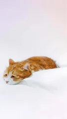 网红猫小传3