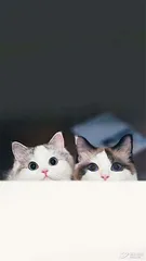 网红猫小传4