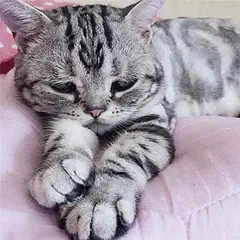 网红猫小传5