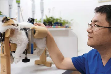 你停止焦虑，猫的病就好了2