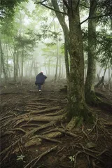 熊野古道：被森林浸没