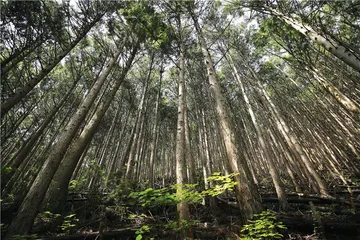 熊野古道：被森林浸没5