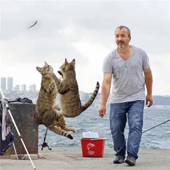 猫眼看人间