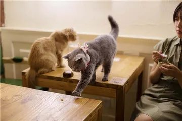 猫咖：聚众吸猫记
