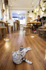 猫咖：聚众吸猫记1