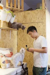 猫咖：聚众吸猫记2
