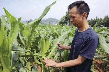 草地贪夜蛾：一场生物入侵的阻击战