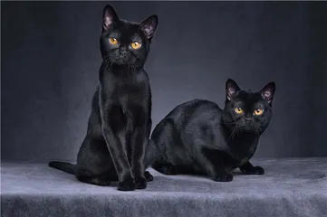 猫咪 曾经为神1