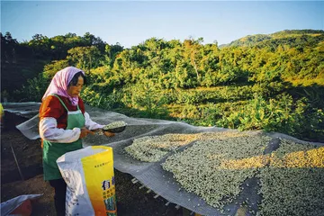 云南咖啡豆：重塑亚洲味道