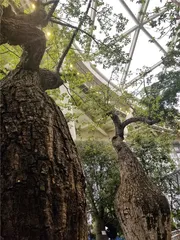 植物的智慧3