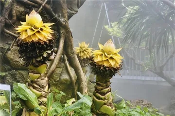 植物的智慧4