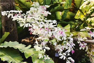 植物的智慧5