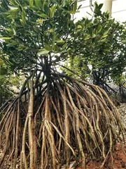 植物的智慧6