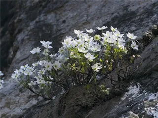 打开植物世界，从智识到心灵2