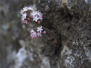 打开植物世界，从智识到心灵3