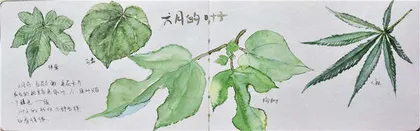 从城市到郊野，如何观看植物3