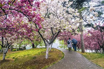 从城市到郊野，如何观看植物4
