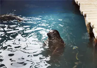 斑海豹，从海洋到水族馆的利益链