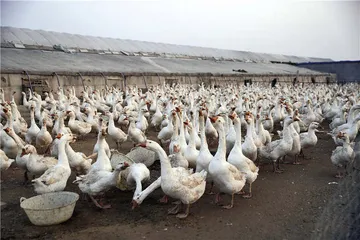 斑海豹，从海洋到水族馆的利益链1
