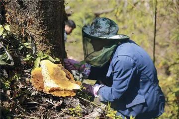大山深处的“蜂蜜电商”5