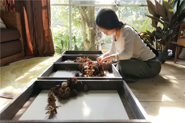 茹茹萍：向植物学习1
