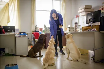 导盲犬珍妮退役：爱与放手1