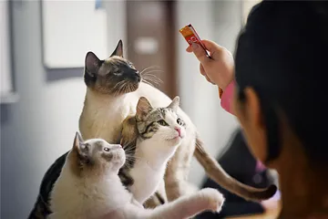 “云吸猫”，一种社交族群的诞生5