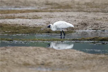 珠海：海岛观鸟