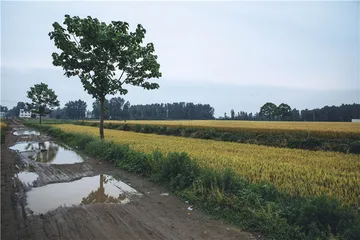 寻找夏朝10