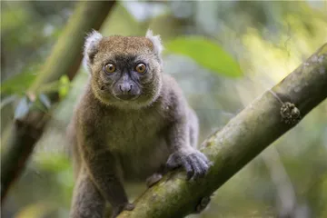 生死关头的狐猴家族2