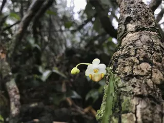 幽兰、茶与逸士5