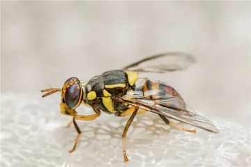 长寿之谜8
