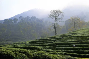 龙井茶境：山、水与禅之间3