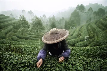 川茶之路：茶是旅程，而非终点