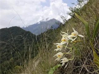幽兰、茶与逸士2