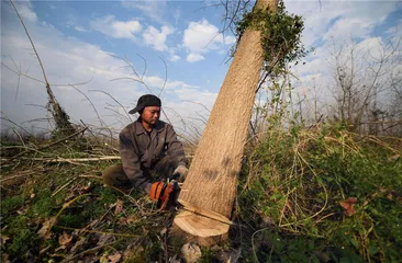 洞庭湖突降的伐树运动
