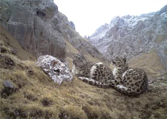 在山间寻找雪豹5