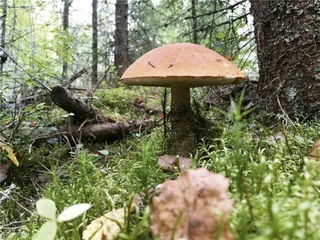 转身即是森林：无处不在的自然教育4