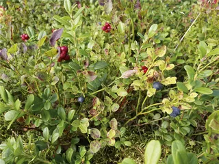 转身即是森林：无处不在的自然教育7